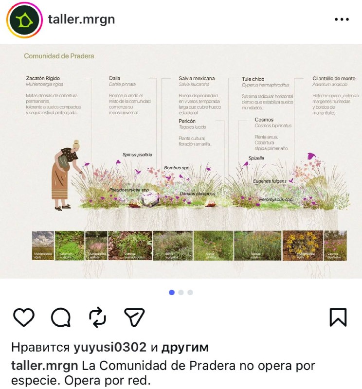 Смотрите, какая нежная и при этом понятная получилась подача у ландшафтного архитектора… — фото 4